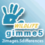 gimme5 - wildlife spielen